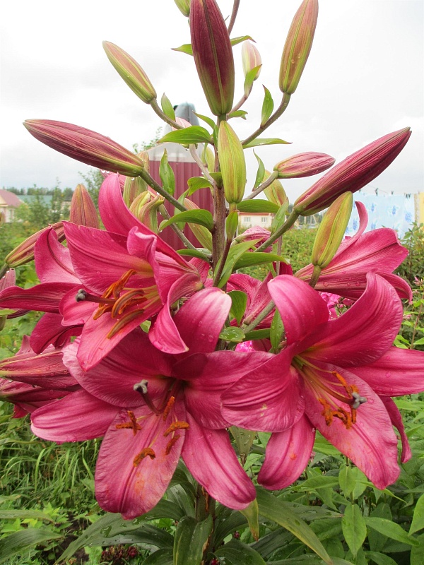 Лилия Пурпл Принц 